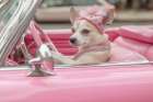 Female dog driving pink convertible auto Art Print